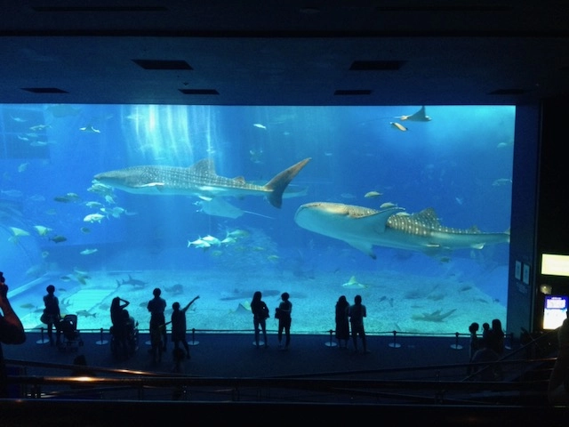 沖縄美ら海水族館