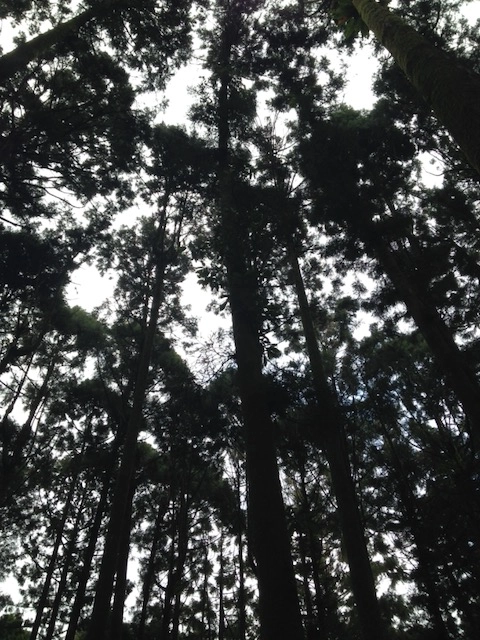 溪頭自然教育園區