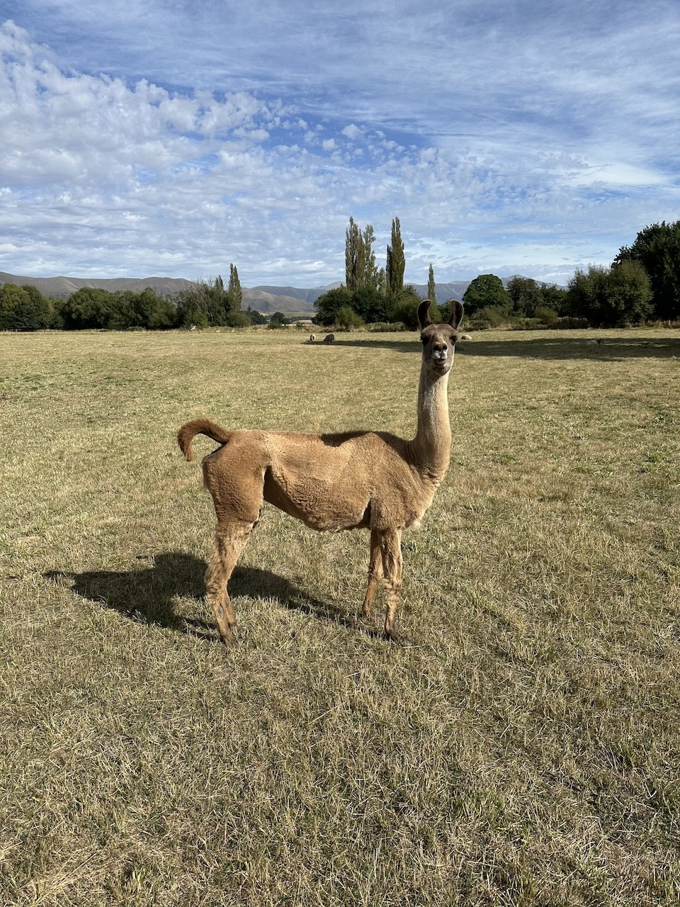 Gem Alpaca stud