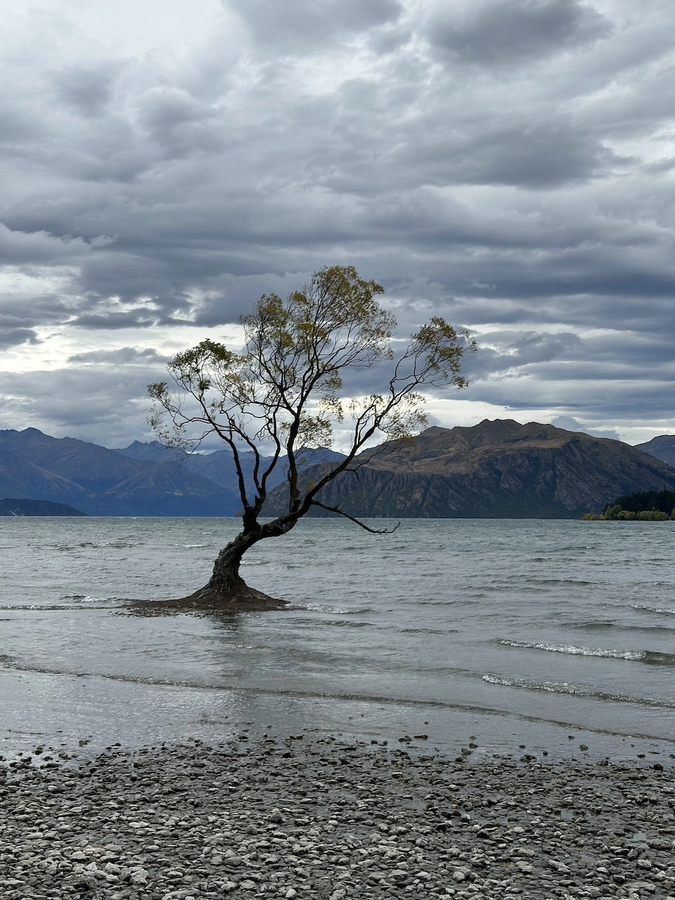 Wanaka Tree