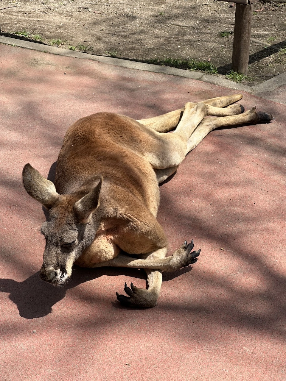 kangaroo