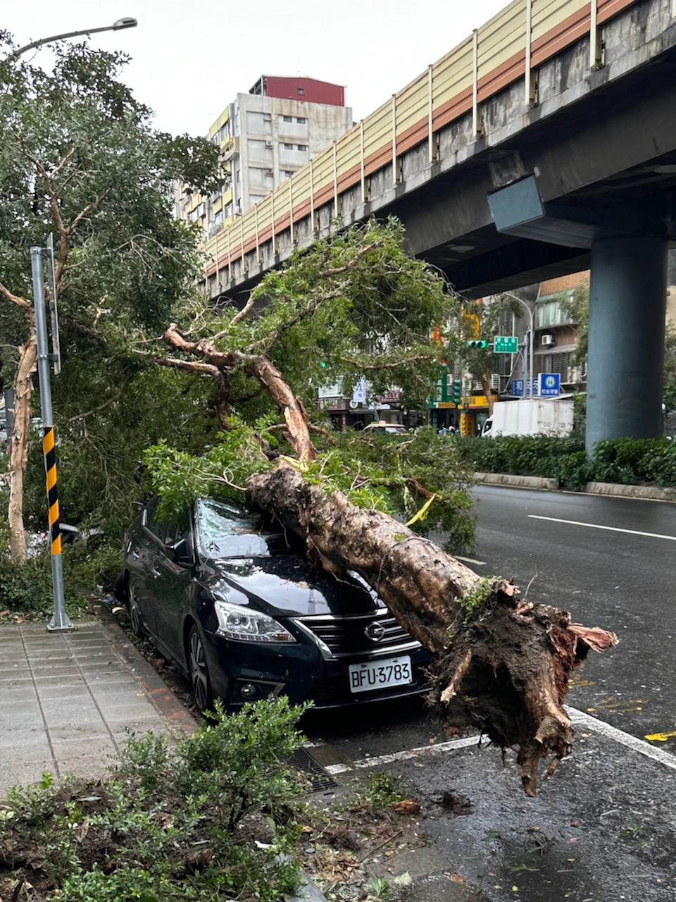 a tree hits a car
