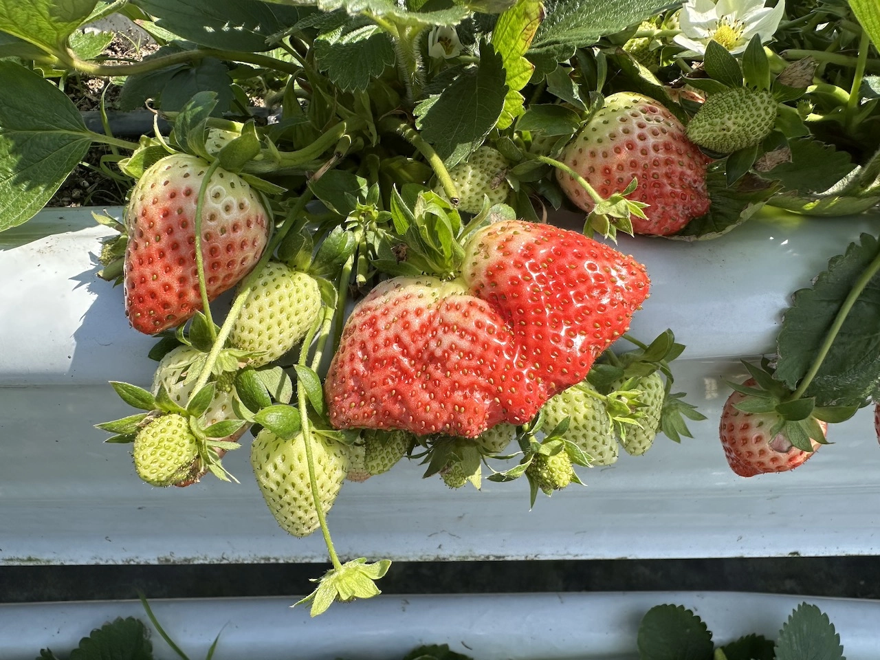 strawberries