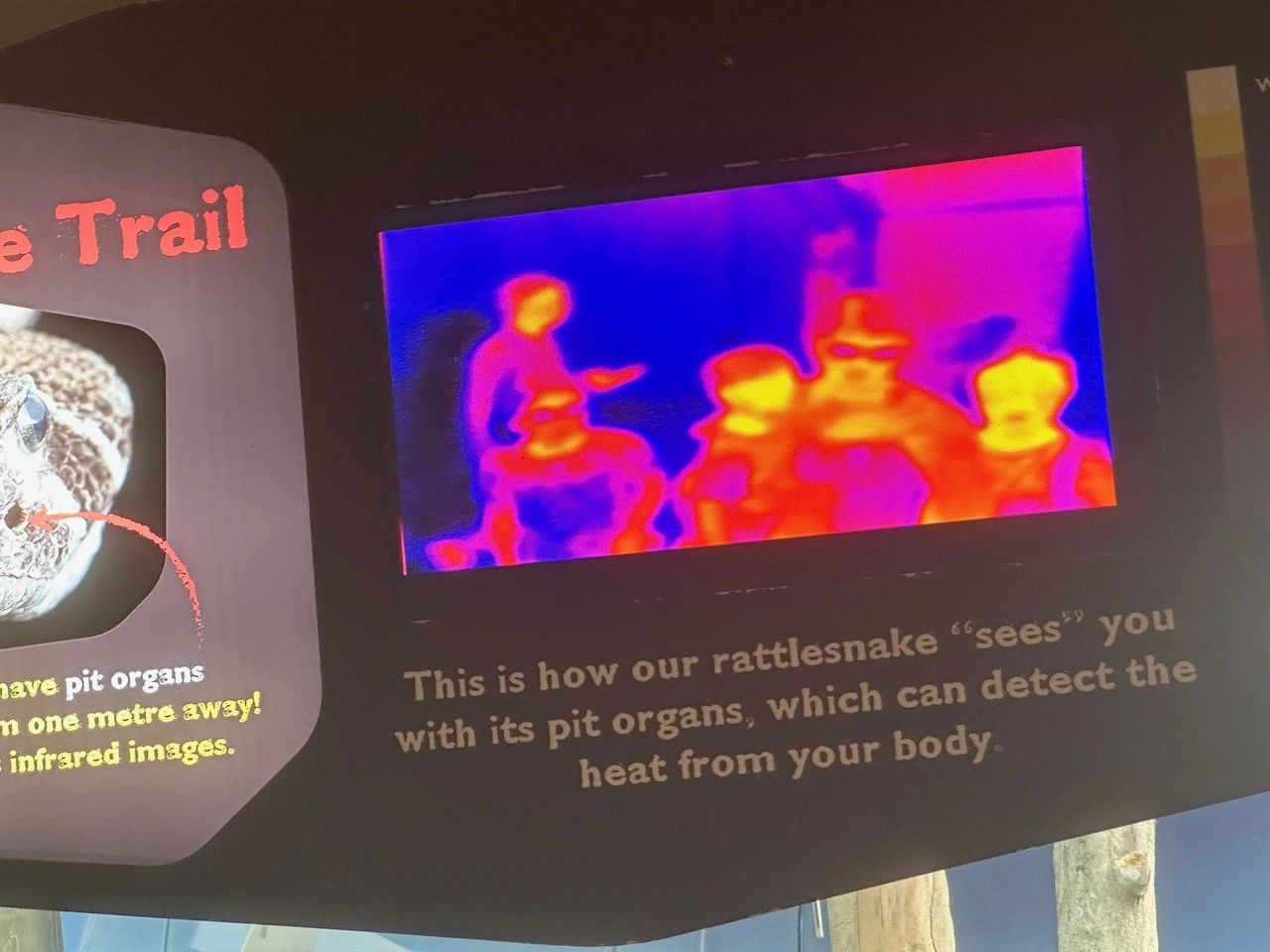 how our rattlesnake sees you