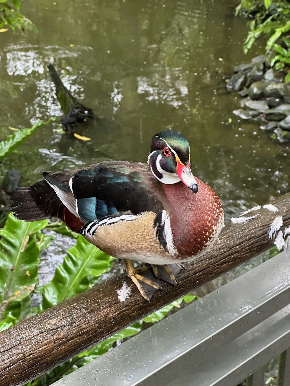 taipei zoo